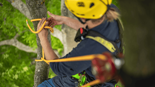 Z korún stromov: ako si vybrať správne lano a vybavenie pre arboristiku?